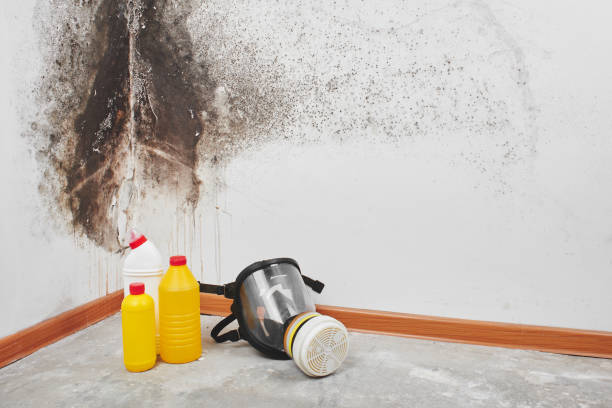 Best Same-Day Mold Removal  in Manchester Center, VT