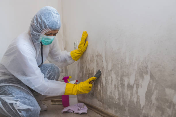 Best Mold Removal Company Near Me  in Manchester Center, VT