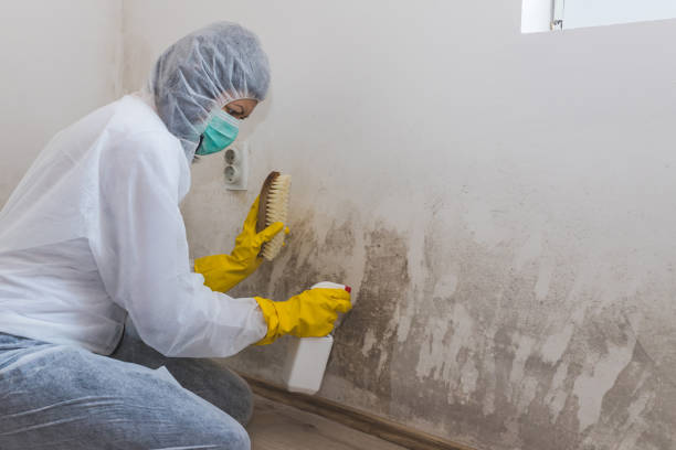 Best Emergency Mold Removal  in Manchester Center, VT