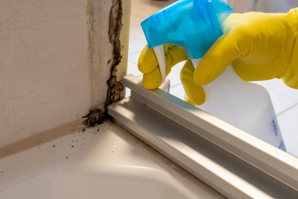 Best Mold Cleaning Services  in Manchester Center, VT