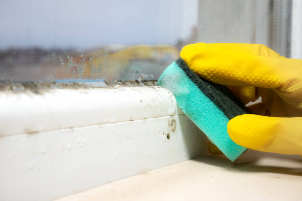 Best Black Mold Removal  in Manchester Center, VT