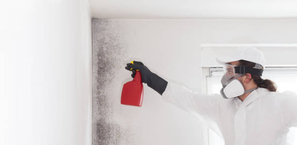Best Affordable Mold Removal  in Manchester Center, VT