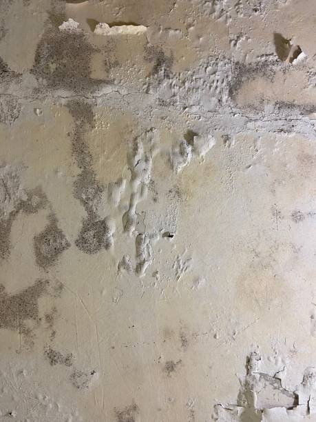 Best Mold Removal Process  in Manchester Center, VT