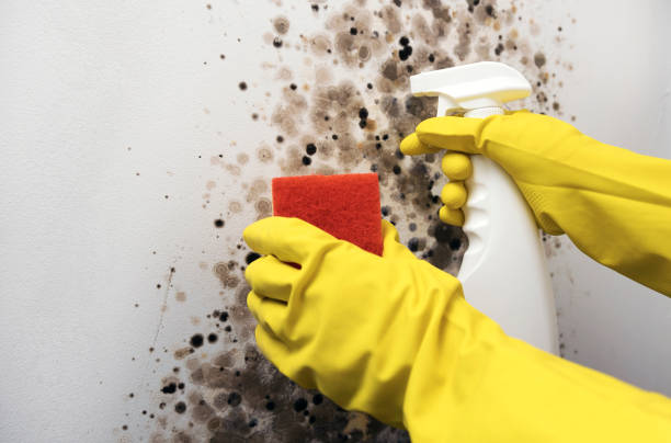 Best Professional Mold Removal  in Manchester Center, VT