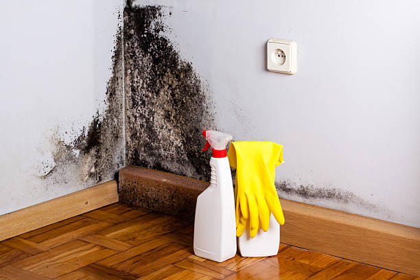 Best Mold Cleaning Services  in Manchester Center, VT