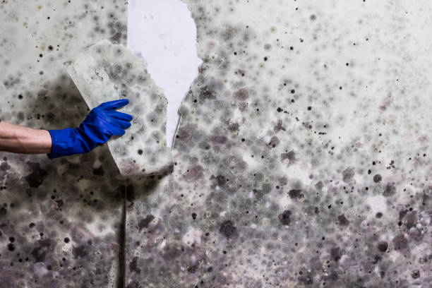 Best Local Mold Removal Service  in Manchester Center, VT