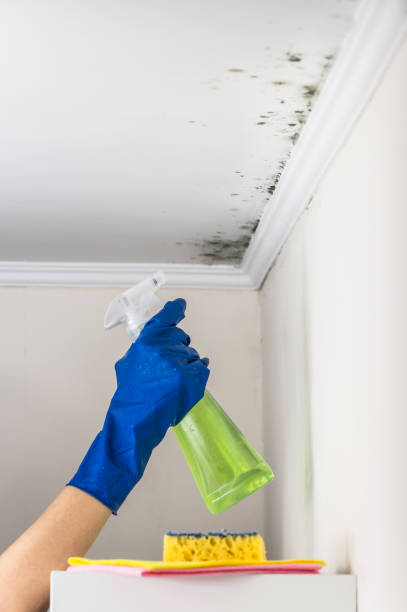Professional Mold Removal in Manchester Center, VT